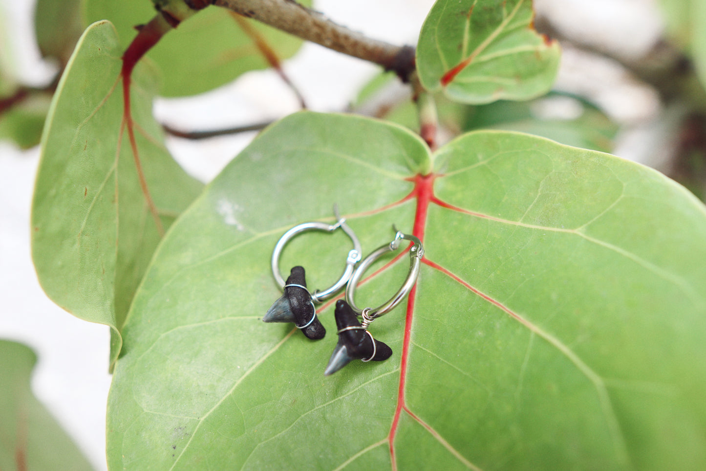 Boca Hoops